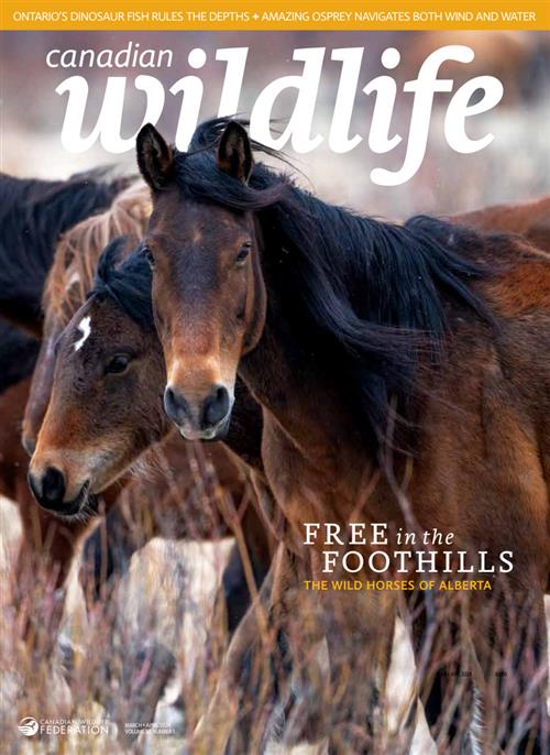 Canadian Wildlife – March-April 2024