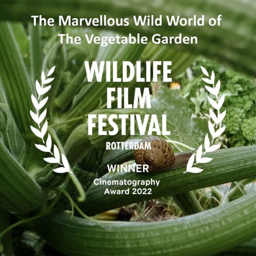 Dzikie życie wsród grządek  / The Marvellous Wild World of the Vegetable Garden (2022) PL.1080i.HDTV.H264-OzW / Lektor PL
