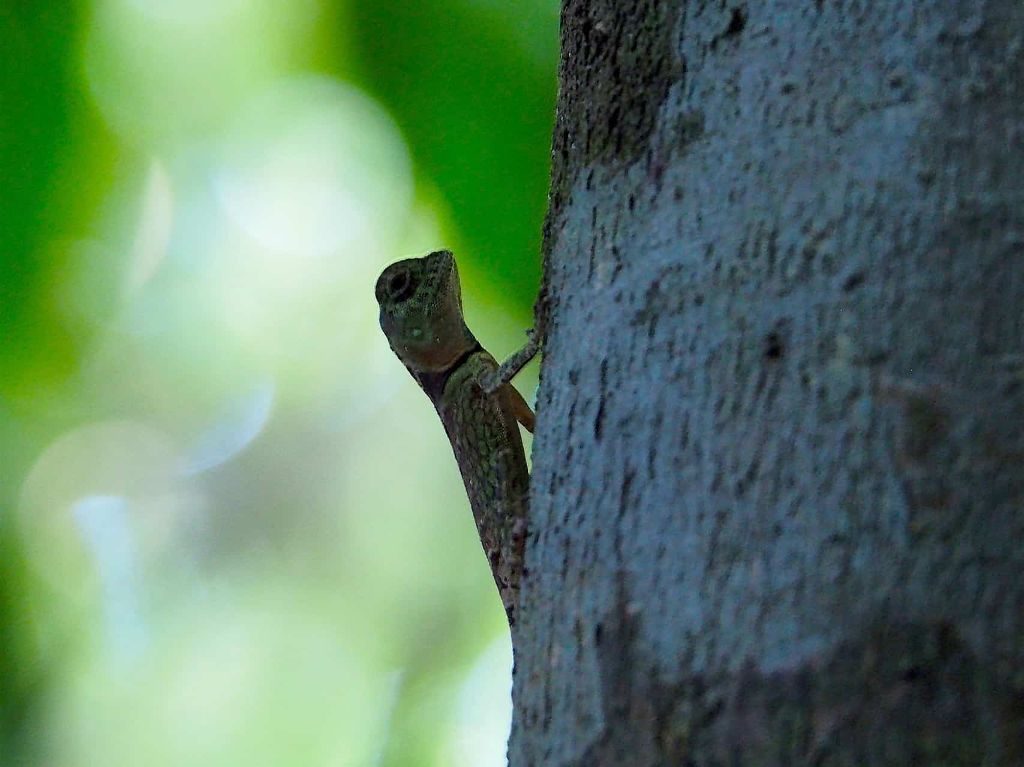 Nacionalni park Gunung Leuser 0d0abebcf25465a3214901783f39cc61