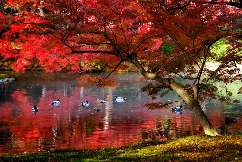 Tokio - Običaj posmatranja jesenjeg lišća 9028649910759365d9f7e90515127739