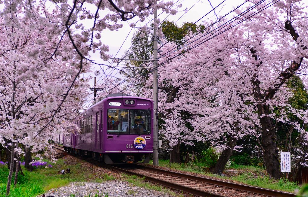 Cvetanje trešnje u Japanu - Page 4 08440c9052cb049055f367c6b97bf696