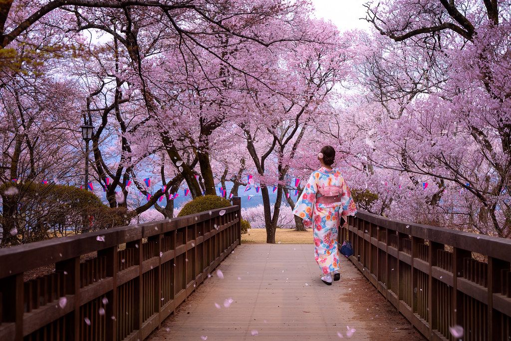 Cvetanje trešnje u Japanu - Page 4 A78f9588c3a3e729e7cd465e39d78fae
