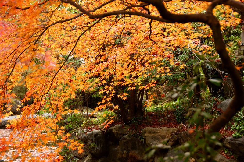 Tokio - Običaj posmatranja jesenjeg lišća 984c9eaedecc49e04ec6d246b93c8cb3