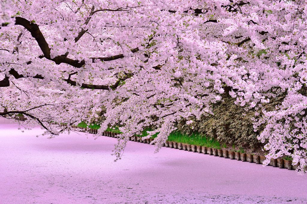 Cvetanje trešnje u Japanu - Page 4 8aa8cc8ab1bec4ade5e9755e5defdeb5