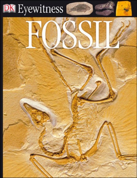 Fossils by Melissa Stewart 6c32aa45306d126e1a777ab555cb50bb