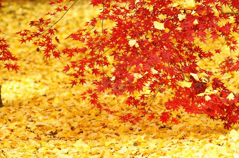 Tokio - Običaj posmatranja jesenjeg lišća E2b339e848d557b0bf2a4a17ee15d8d8