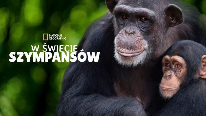 W świecie szympansów / Meet the Chimps  (2020) [SEZON 1 ] PL.1080i.HDTV.H264-B89 / Lektor PL