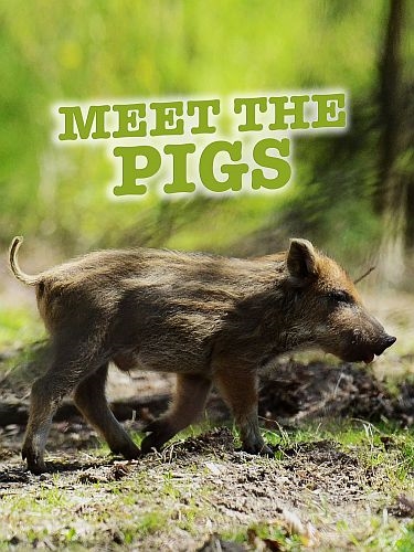 Знакомимся с кабанами / Meet the Pigs (2021) HDTVRip 720p