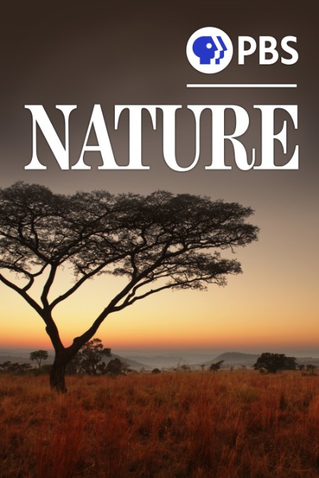 Nature S42E12 Patrick and The Whale 1080p AMZN WEB-DL DDP5 1 H 264-NTb