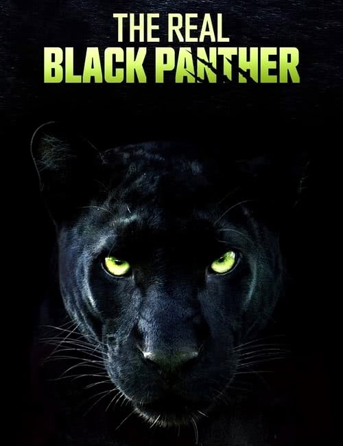 Настоящая чёрная пантера | The Real Black Panther (2020/WEB-DL/1080p)