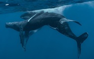 Впервые на камеру попало спаривание горбатых китов. Оба самцы
