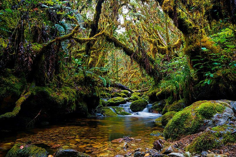 Nacionalni park Gunung Leuser 245c7eb846c8b567bb0845f85146317a