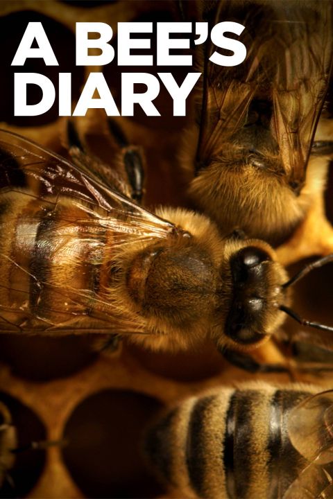 Dziennik pszczoły / A Bee's Diary (2022) PL.1080i.HDTV.H264-OzW / Lektor PL