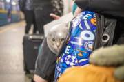 В «Киевском метрополитене» подробно прорабатывают возможности перевозки животных в подземке