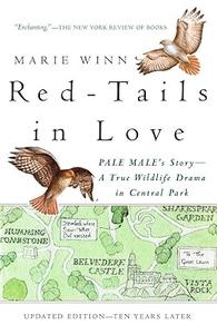 Red–Tails in Love A Wildlife Drama in Central Park
