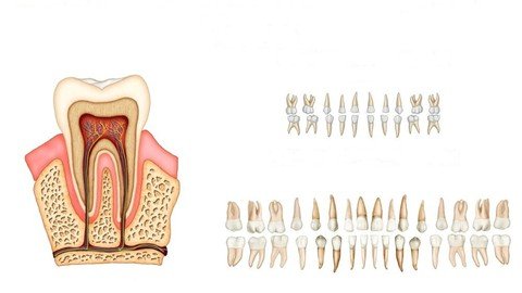 Tooth Anatomy And Teeth Eruption Course