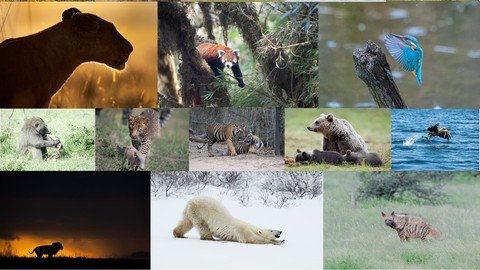 The Ultimate Beginners Guide To Wildlife Photography