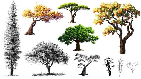 How To DrawPaint Any Tree – Full Masterclass With Exercises