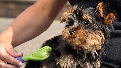 A Well–Groomed Dog Is A Happy Dog Tips For At–Home Brushing