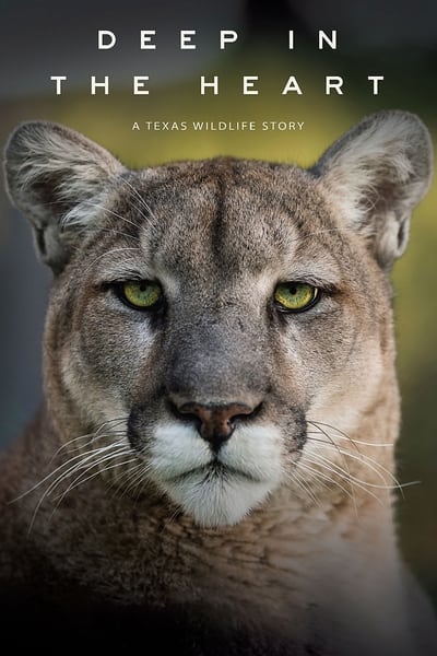 Deep In The Heart A Texas Wildlife Story 2022 1080p WEBRip x265 F3bda3140c154e20f418171072a426ea