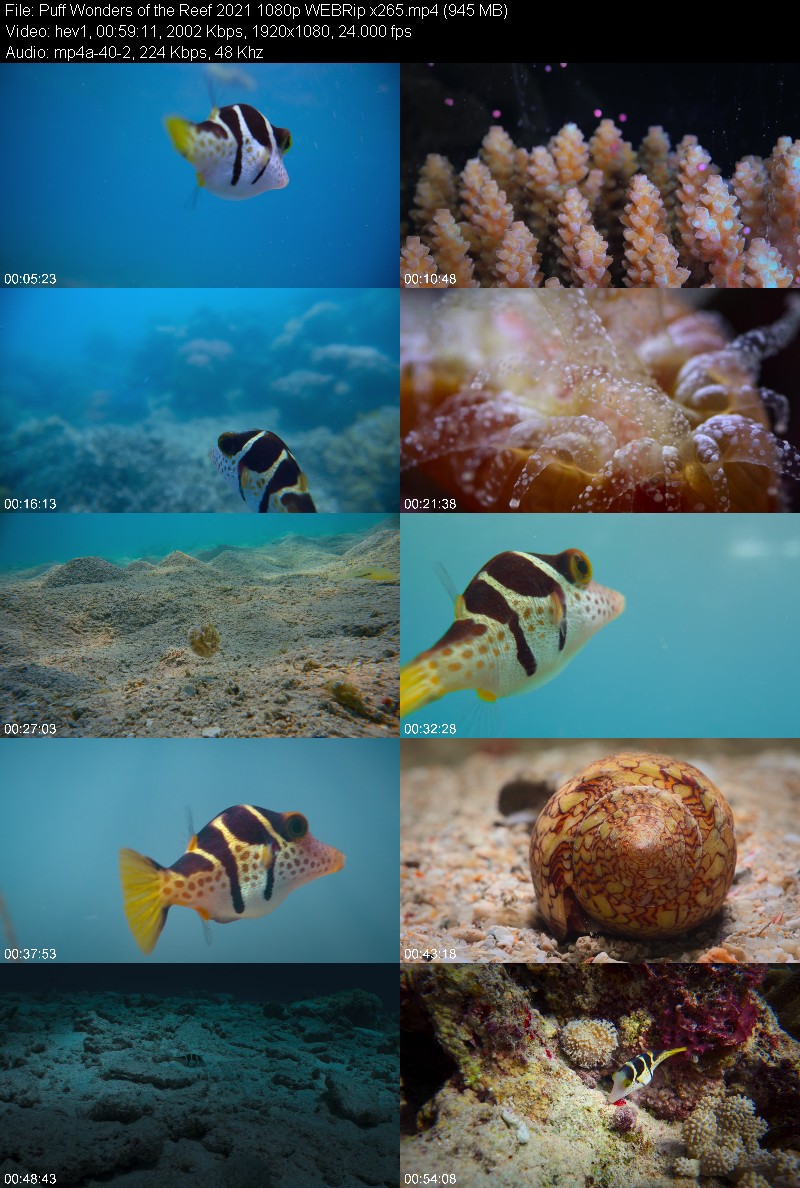 Puff Wonders of the Reef 2021 1080p WEBRip x265 Ade4b2172acfbcad4c32a058cf60a6f0