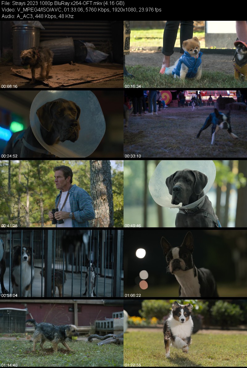 Strays 2023 1080p BluRay x264-OFT A91df59979b129653b0bdb33d723f3ca