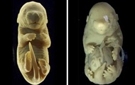 Ученые создали эмбрион мыши с шестью конечностями