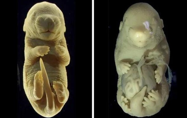 Ученые создали эмбрион мыши с шестью конечностями