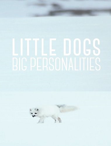 Псовые: маленькие, но сильные духом / Little Dogs: Big Personalities (2021) HDTV 1080i | P1