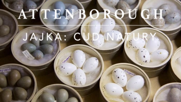Jajko: cud natury / Attenborough's Wonder of Eggs (2018) PL.1080i.HDTV.H264-OzW / Lektor PL