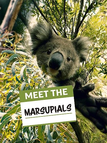 Знакомимся с сумчатыми / Meet the Marsupials (2020) HDTVRip 720p | Р1