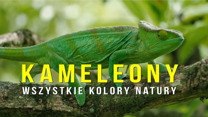 Kameleony. Wszystkie kolory natury / Chameleons, the Greatest Carnival (2021) PL.1080i.HDTV.H264-OzW / Lektor PL