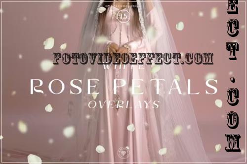 White Rose Petals Overlays - ADVJ33U