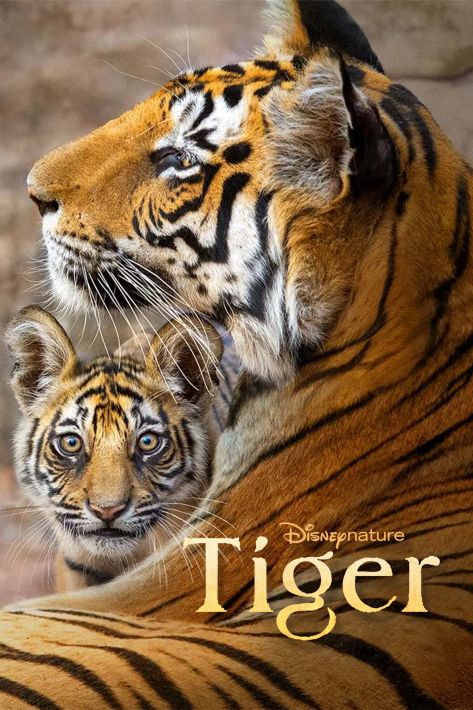 Tygrys /  Tiger (2024) PLSUB.1080p.WEB-DL.H264-EDITH  / Napisy PL