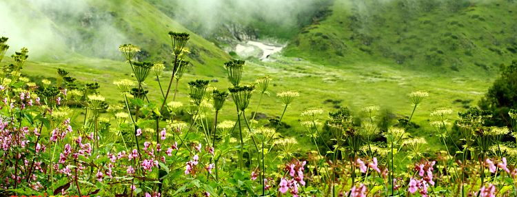 Valley of Flowers National Park-Himalaji - Page 2 42e54bec4c1d3b82259bbf69a2a9bb0e