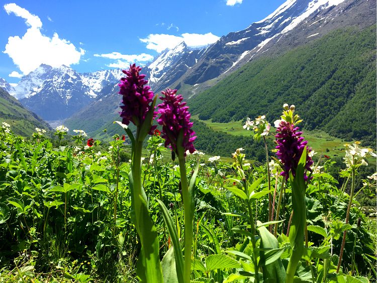 Valley of Flowers National Park-Himalaji 663d42c12213bd4403b7c0b000412513