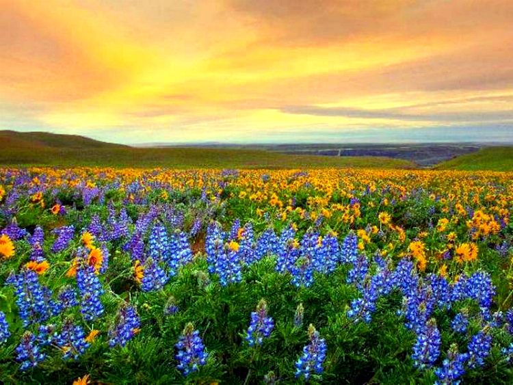 Valley of Flowers National Park-Himalaji - Page 2 7405712c4b19b4fbf612097c65232550