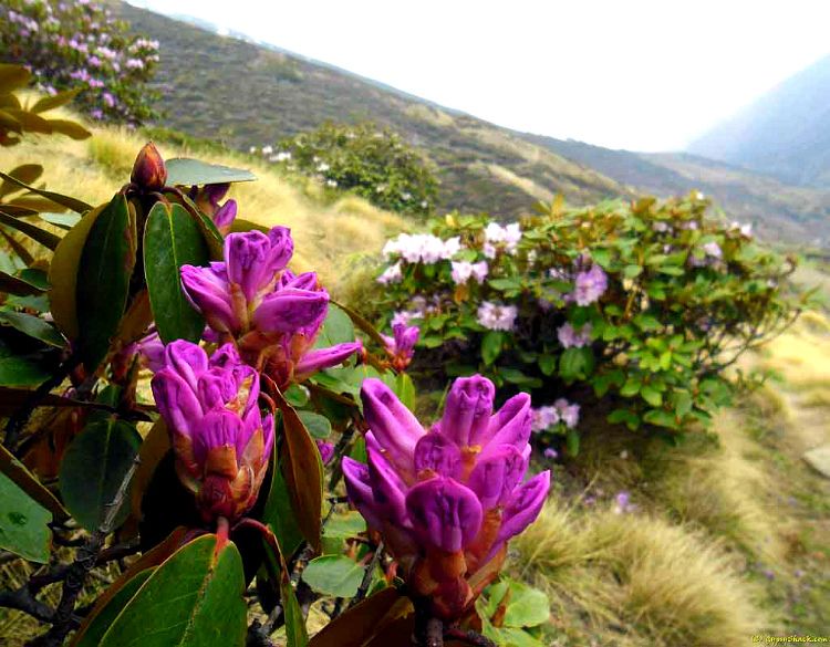 Valley of Flowers National Park-Himalaji Fe5cbfebeb2bc625a3dc796be0831d52