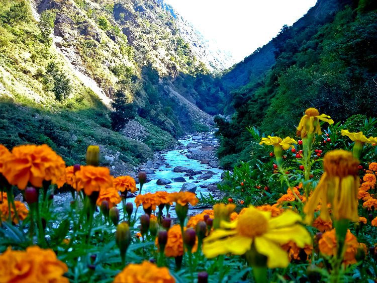 Valley of Flowers National Park-Himalaji 51709dda17c152874d5d108fca054354