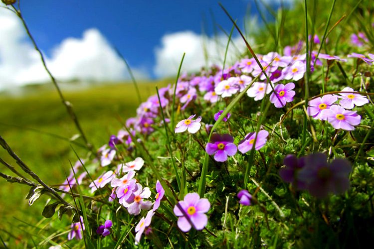 Valley of Flowers National Park-Himalaji 307a684c0af88c2cdb5aafe892e92d89