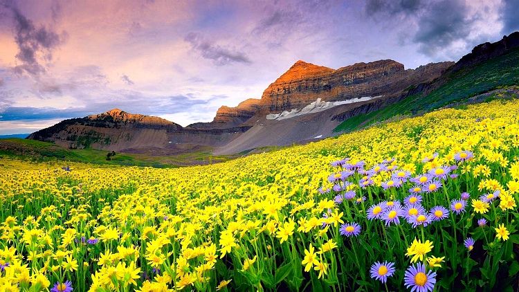 Valley of Flowers National Park-Himalaji - Page 2 84a558cb0f302d4c1ce72b1d40536b90