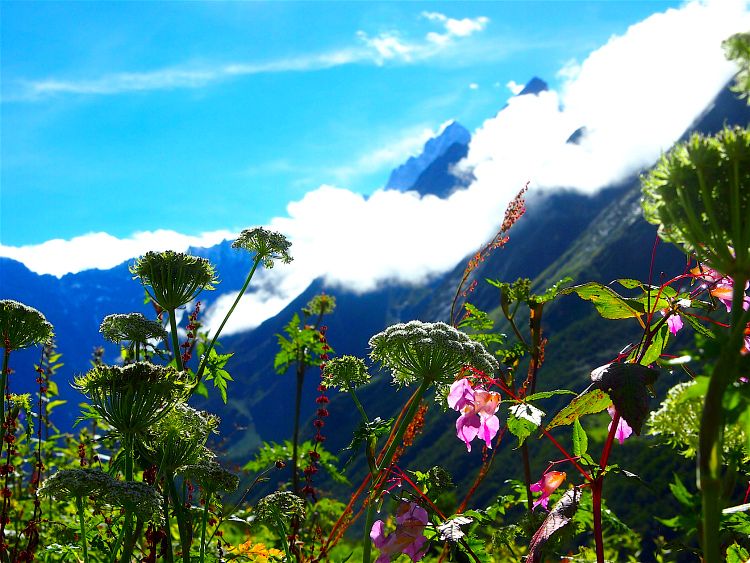 Valley of Flowers National Park-Himalaji B8c0486692a7a05dfb89709f8baea698