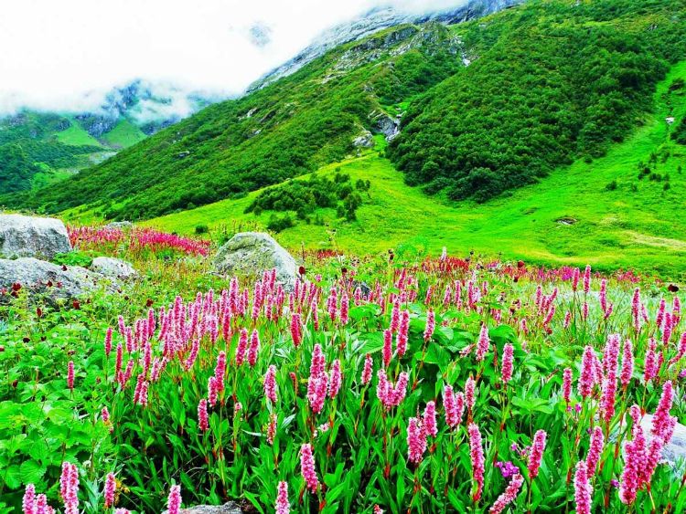 Valley of Flowers National Park-Himalaji - Page 2 7c1e227b9a0bd7d323b436f2201d149a