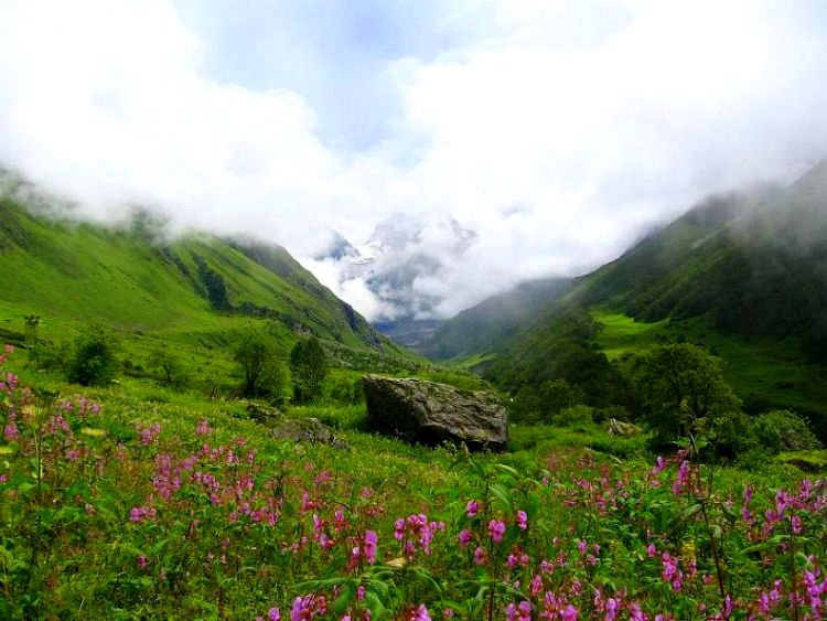 Valley of Flowers National Park-Himalaji - Page 2 85fc41a9e3d2e06de964e1a70acde3e4