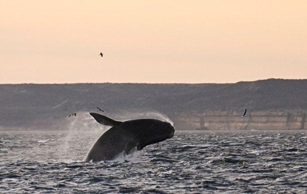 Полярники показали, как прыгают киты в Антарктиде