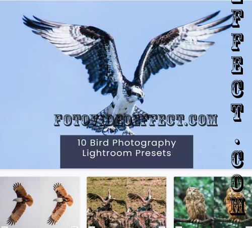 10 Bird Photography Lightroom Presets - NQ8CC2Y