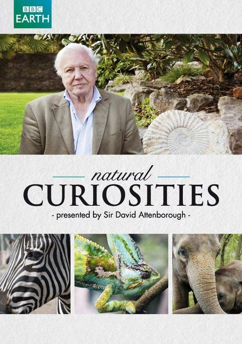 David Attenborough i cuda natury / David Attenborough's Natural Curiosities (2013) [SEZON 1 -2 ] PL.1080p.WEB-DL.H.264-OzW / Lektor PL