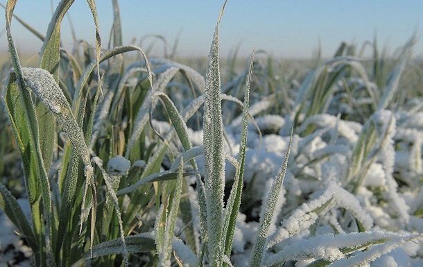 В РФ пожаловались на гибель 830 тысяч га посевов из-за заморозков
