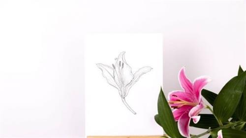 Botanical Illustration in Pen and Ink – Kew Online Course