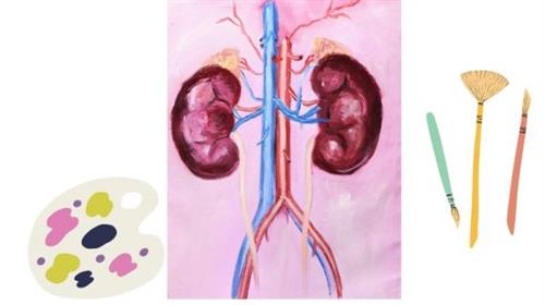 How to paint kidneys anatomically with oil colors